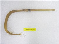 藏品(馬鞭魚)的圖片